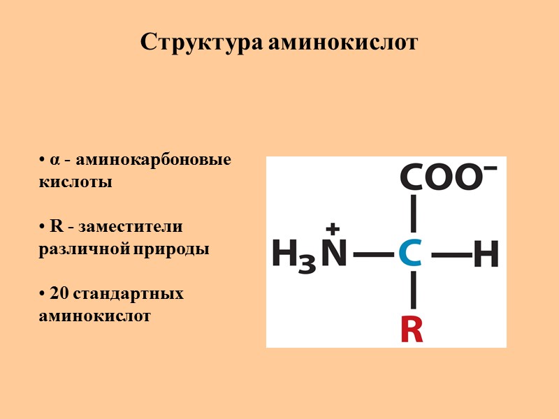 Структура аминокислот  α - аминокарбоновые кислоты   R - заместители  различной